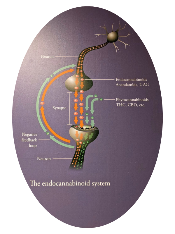 EndoCannabinoids